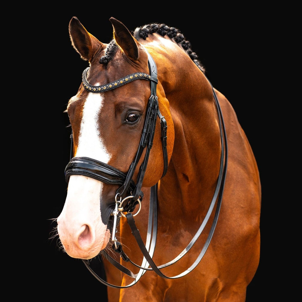 HB Showtime All You Needed Stang & Trens - Maddelin Equestrian HB