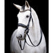HB Showtime All You Needed Stang & Trens Stang & Trens - Maddelin Equestrian HB