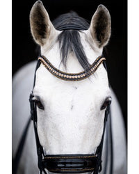 HB Showtime All You Needed Stang & Trens Stang & Trens - Maddelin Equestrian HB