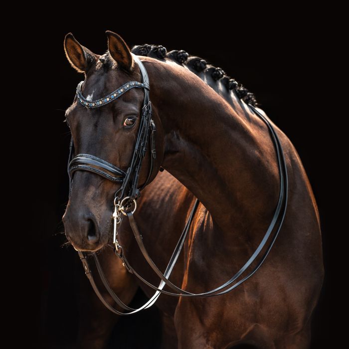 HB Showtime All You Needed - Trens Stang & Trens - Maddelin Equestrian HB