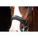 HB Showtime All You Needed - Trens Stang & Trens - Maddelin Equestrian HB