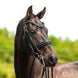 HB Showtime All You Needed - Trens Stang & Trens - Maddelin Equestrian HB