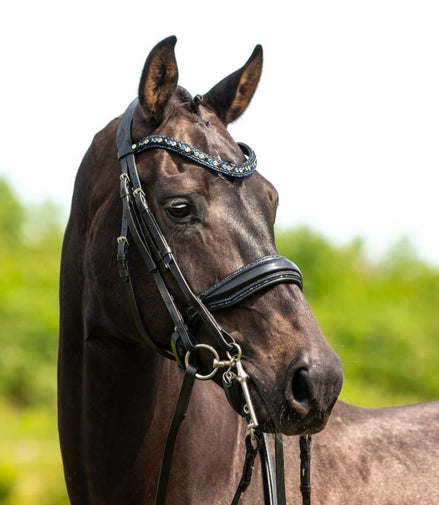 HB Showtime All You Needed - Trens Stang & Trens - Maddelin Equestrian HB