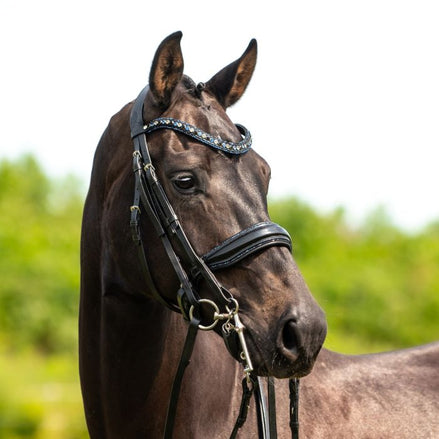 HB Showtime All You Needed - Trens Stang & Trens - Maddelin Equestrian HB