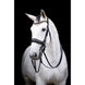 HB Showtime All You Needed - Trens Stang & Trens - Maddelin Equestrian HB