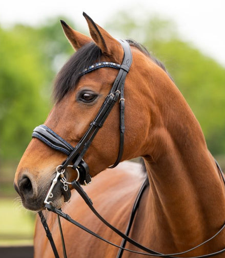 HB Showtime All You Needed - Trens Stang & Trens - Maddelin Equestrian HB