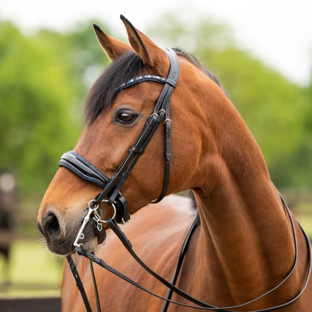 HB Showtime All You Needed - Trens Stang & Trens - Maddelin Equestrian HB