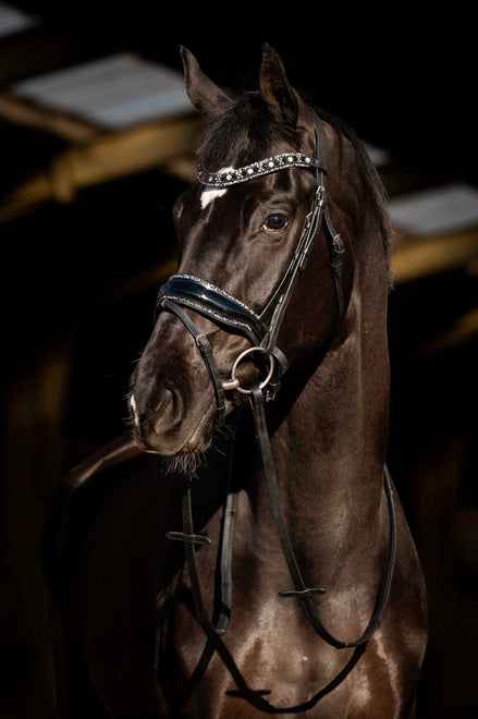HB Showtime Black River Trenshoofdstel Trenshoofdstellen - Maddelin Equestrian HB