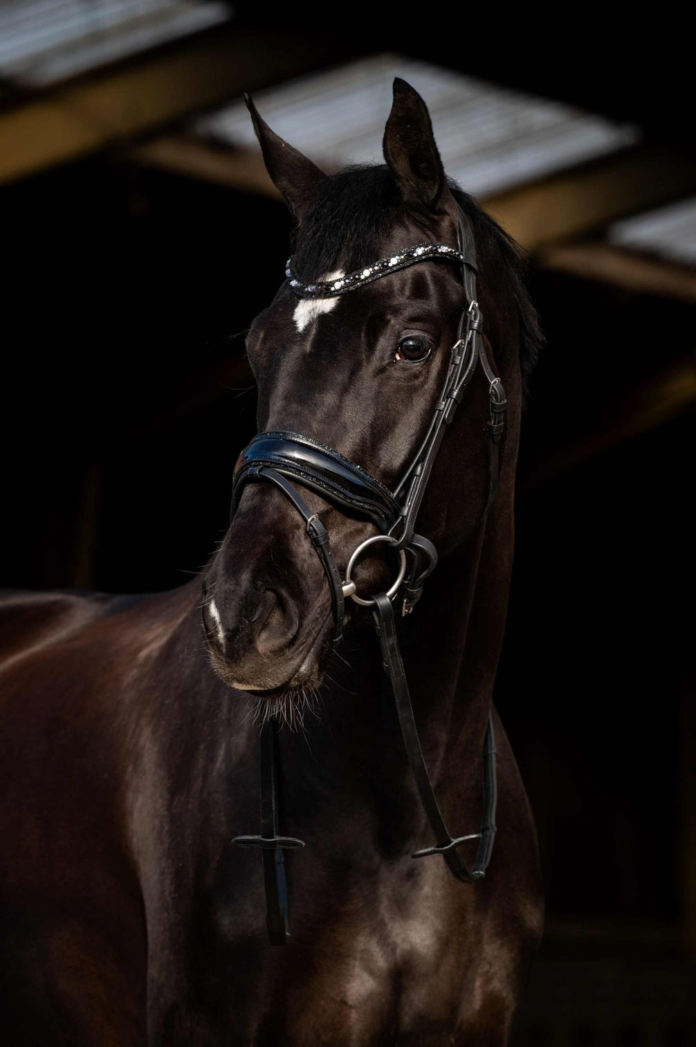HB Showtime Dark Eagle Trenshoofdstel Trenshoofdstellen - Maddelin Equestrian HB