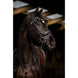 HB Showtime Dark Eagle Trenshoofdstel Trenshoofdstellen - Maddelin Equestrian HB