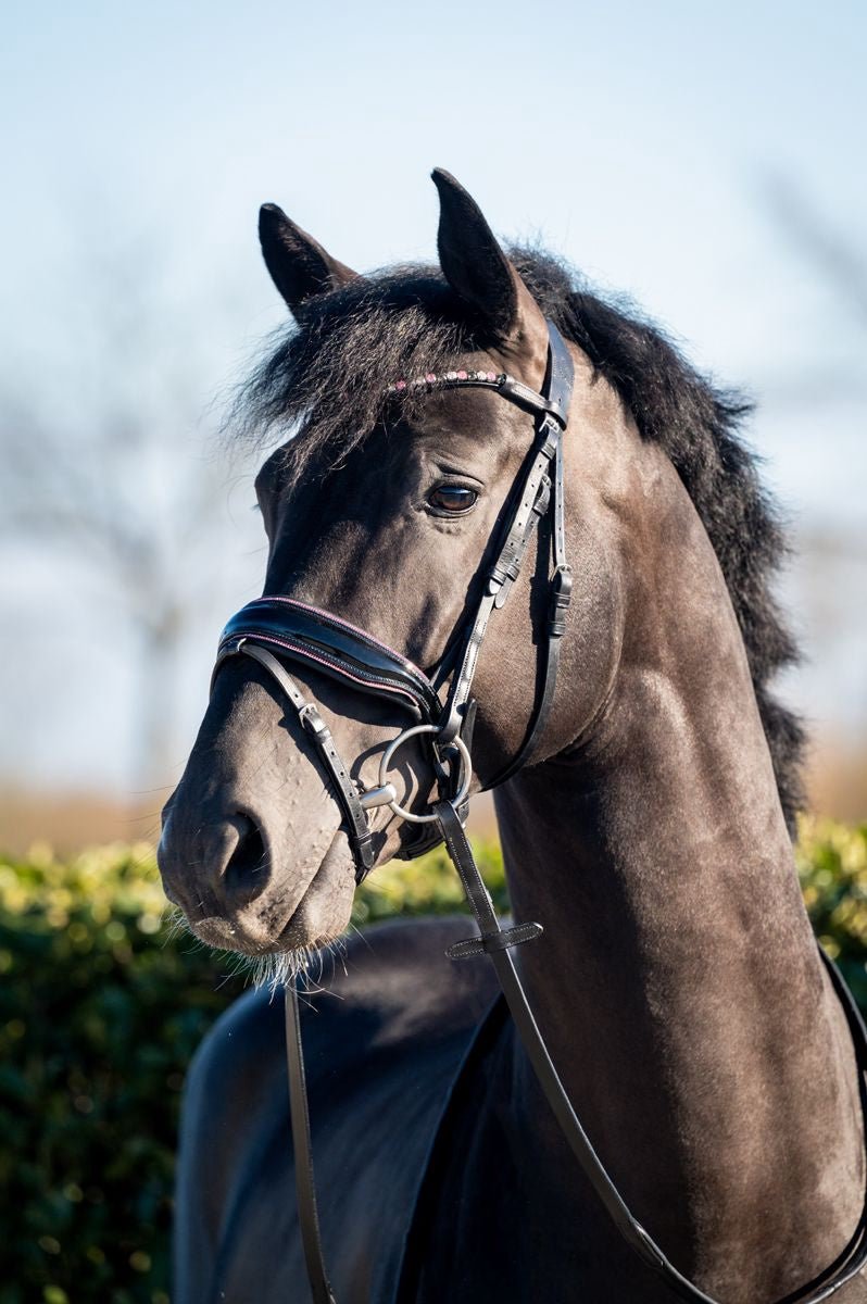 HB Showtime Evalira Hoofdstel Trenshoofdstellen - Maddelin Equestrian HB