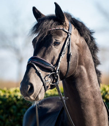 HB Showtime Evalira Hoofdstel Trenshoofdstellen - Maddelin Equestrian HB