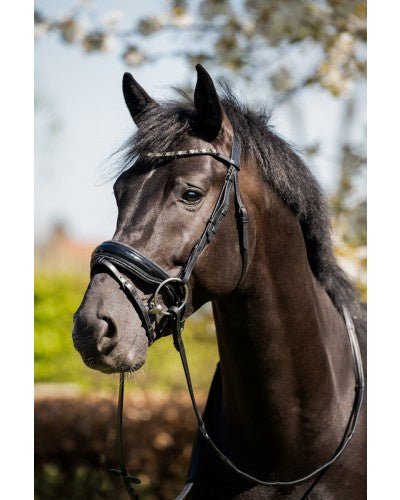 HB Showtime Evalira Hoofdstel Trenshoofdstellen - Maddelin Equestrian HB