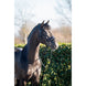 HB Showtime Evalira Hoofdstel Trenshoofdstellen - Maddelin Equestrian HB
