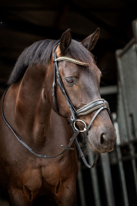 HB Showtime Golden Dreams Trenshoofdstellen - Maddelin Equestrian HB