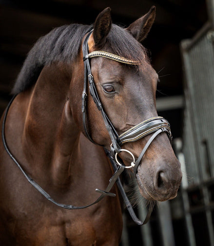 HB Showtime Golden Dreams Trenshoofdstellen - Maddelin Equestrian HB