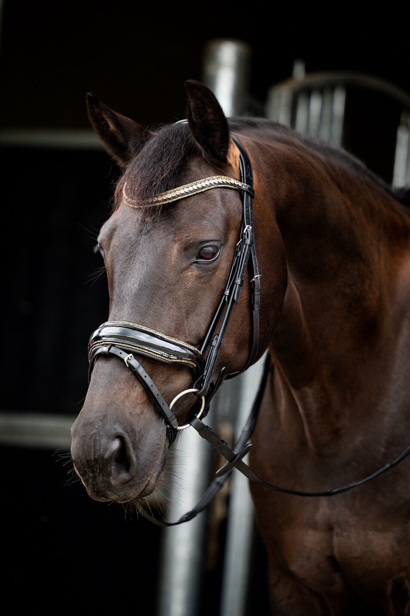 HB Showtime Golden Dreams Trenshoofdstellen - Maddelin Equestrian HB