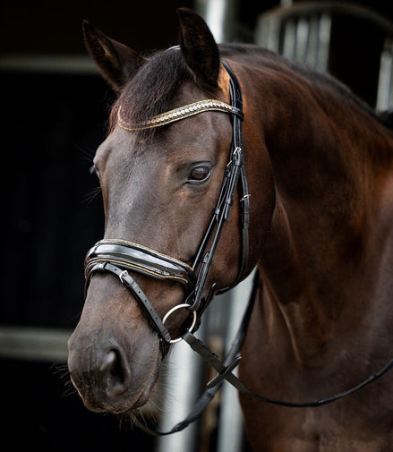 HB Showtime Golden Dreams Trenshoofdstellen - Maddelin Equestrian HB
