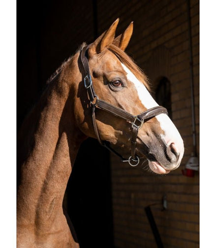 HB Showtime halster Glitty Lederen - Maddelin Equestrian HB