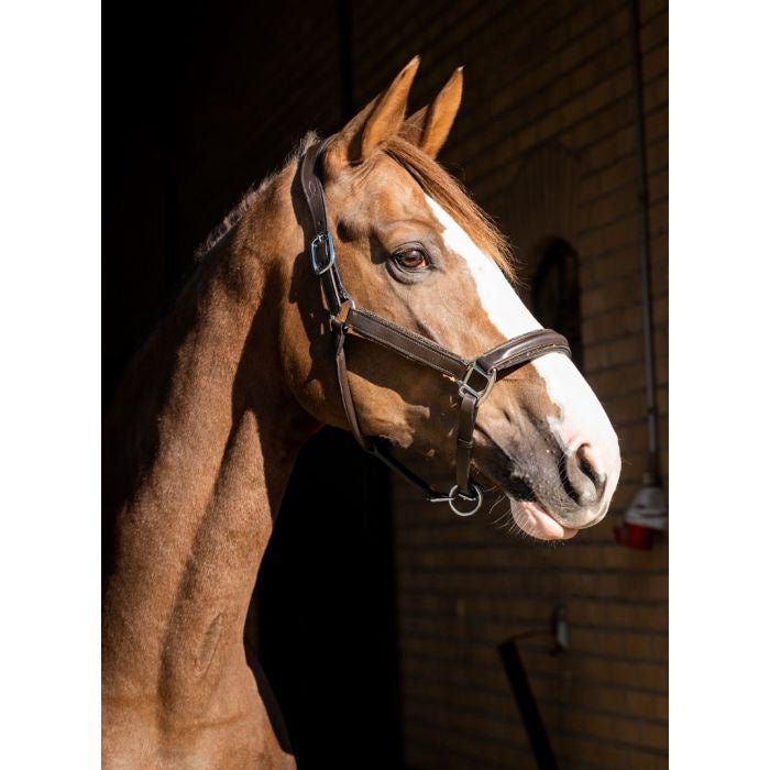 HB Showtime halster Glitty Lederen - Maddelin Equestrian HB