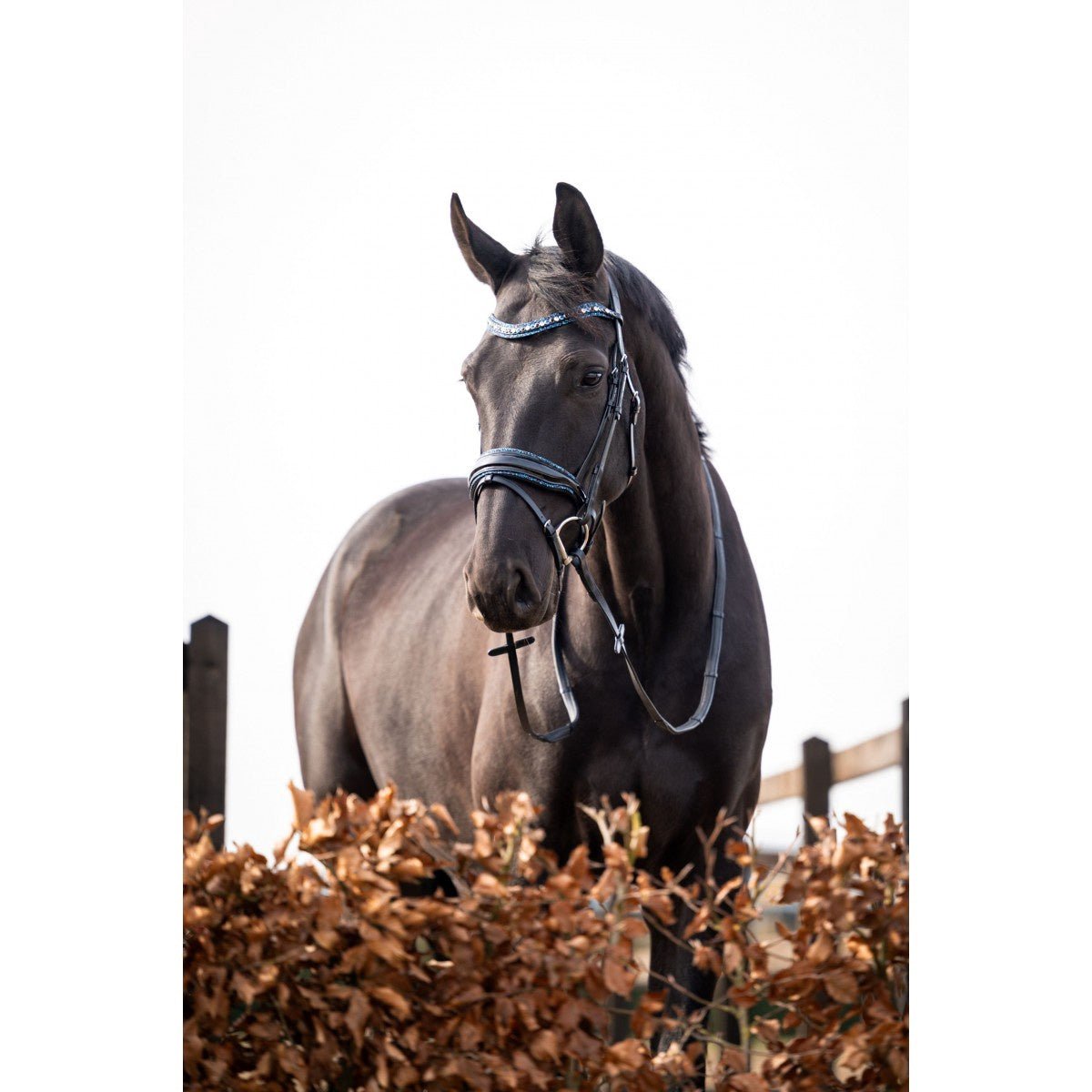 HB Showtime It Is So Special Trenshoofdstel Trenshoofdstellen - Maddelin Equestrian HB