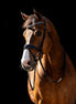 HB Showtime Jump Rocky Glitter Trenshoofdstel Trenshoofdstellen - Maddelin Equestrian