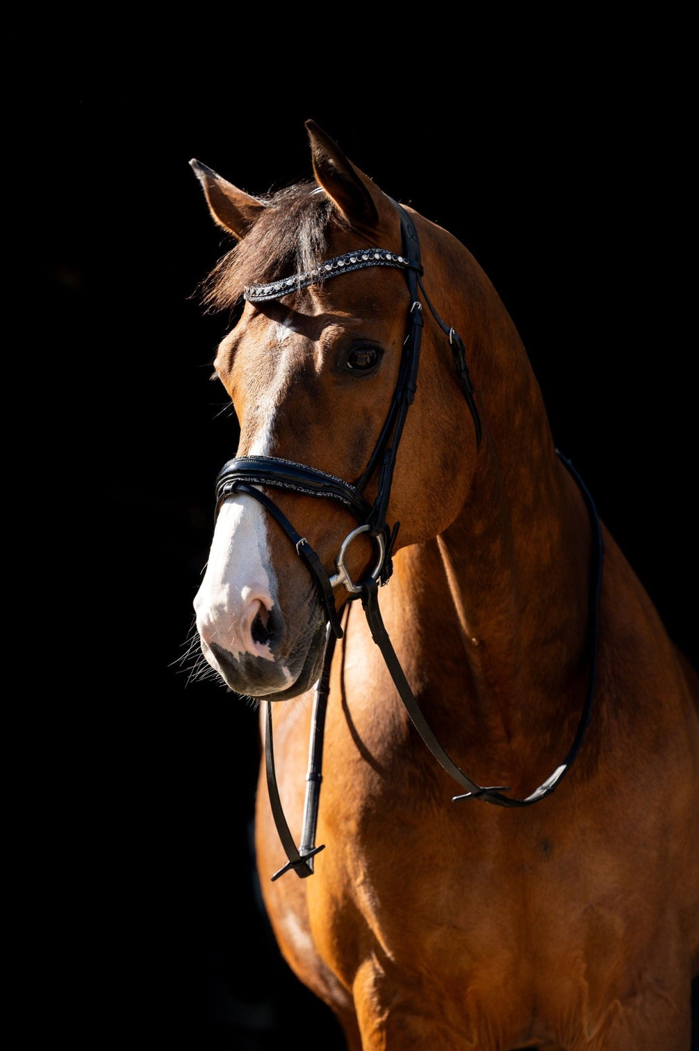 HB Showtime Jump Rocky Glitter Trenshoofdstel Trenshoofdstellen - Maddelin Equestrian