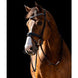 HB Showtime Jump Rocky Glitter Trenshoofdstel Trenshoofdstellen - Maddelin Equestrian HB