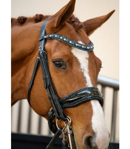 HB Showtime One in a Million Stang & Trens - Maddelin Equestrian HB