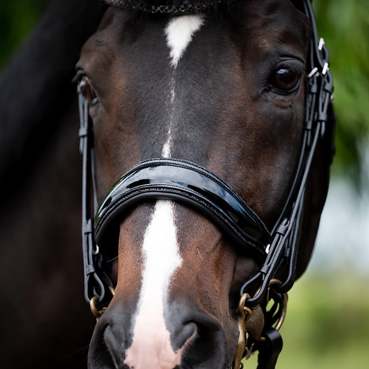 HB Showtime Special for You Stang & Trens - Maddelin Equestrian HB