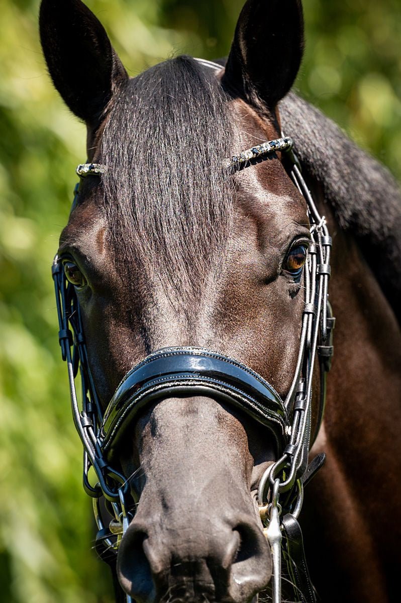 HB Showtime Special for You Stang & Trens - Maddelin Equestrian HB