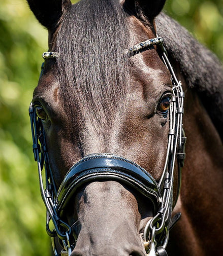 HB Showtime Special for You Stang & Trens - Maddelin Equestrian HB