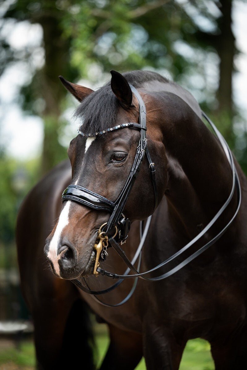 HB Showtime Special for You Stang & Trens - Maddelin Equestrian HB