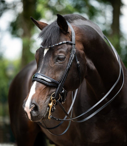 HB Showtime Special for You Stang & Trens - Maddelin Equestrian HB