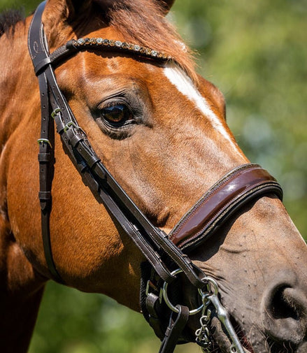 HB Showtime Special for You Stang & Trens - Maddelin Equestrian HB