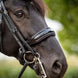 HB Showtime Special for You Stang & Trens - Maddelin Equestrian HB