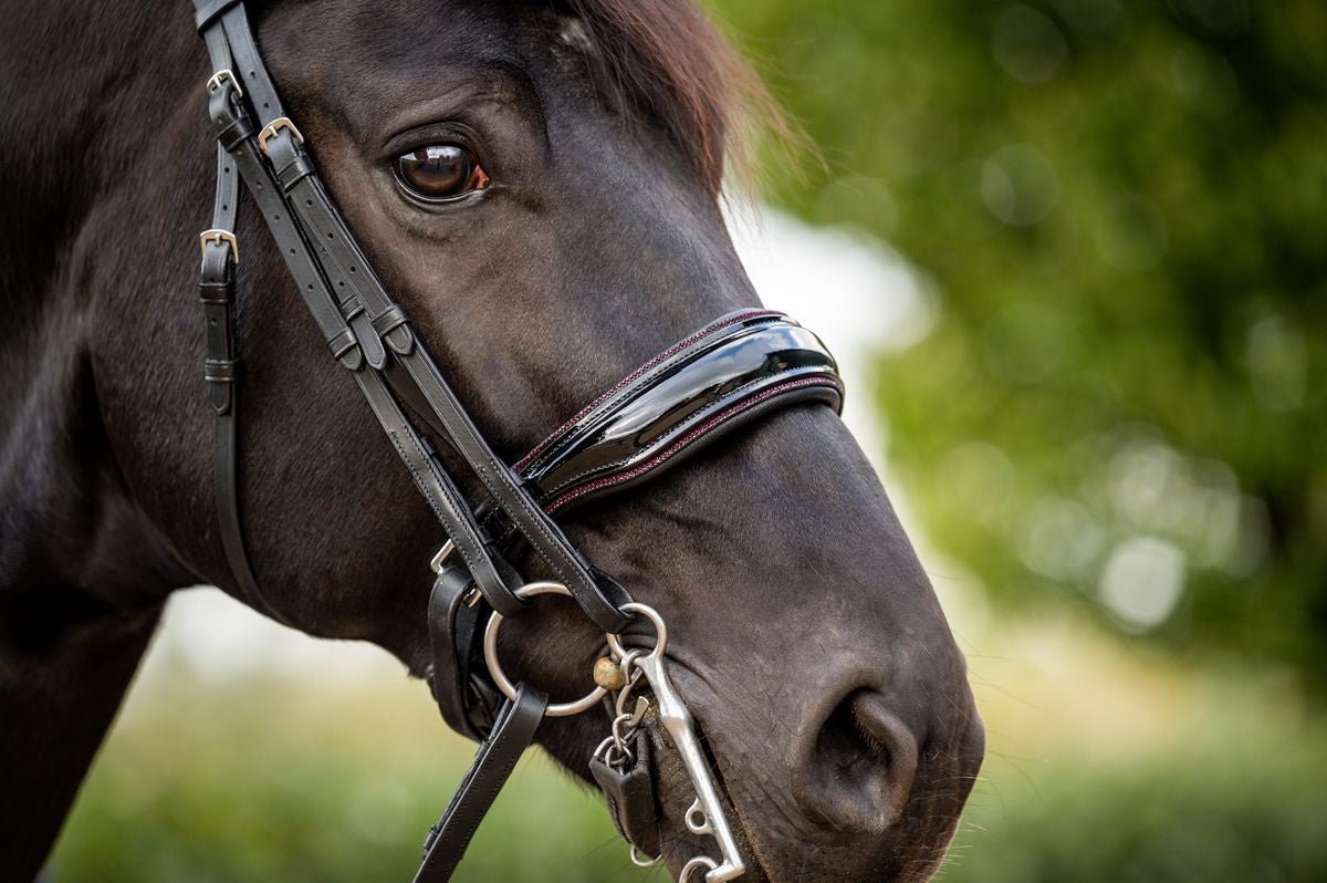 HB Showtime Special for You Stang & Trens - Maddelin Equestrian HB