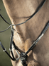 HFI Borsttuig ˜Long Bridge" Borstriemen en martingalen - Maddelin Equestrian HFI