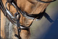 HFI Elegant Hoofdstel Trenshoofdstellen - Maddelin Equestrian HFI