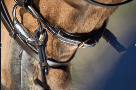 HFI Elegant Hoofdstel Trenshoofdstellen - Maddelin Equestrian HFI