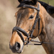 HFI Elegant Hoofdstel Trenshoofdstellen - Maddelin Equestrian HFI