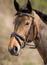 HFI Elegant Hoofdstel Trenshoofdstellen - Maddelin Equestrian HFI