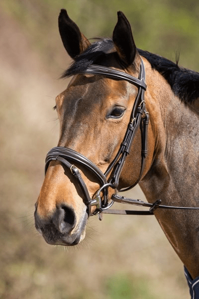 HFI Elegant Hoofdstel Trenshoofdstellen - Maddelin Equestrian HFI