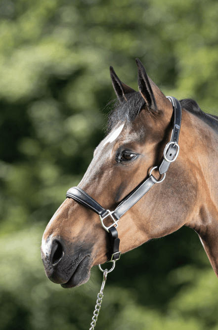 HFI Grooming Halster Lederen - Maddelin Equestrian HFI