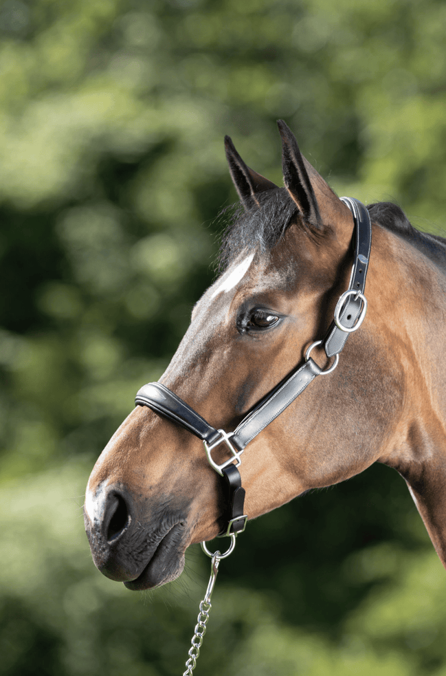 HFI Grooming Halster Lederen - Maddelin Equestrian HFI