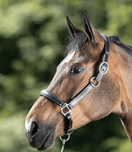HFI Grooming Halster Lederen - Maddelin Equestrian HFI