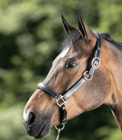 HFI Grooming Halster Lederen - Maddelin Equestrian HFI