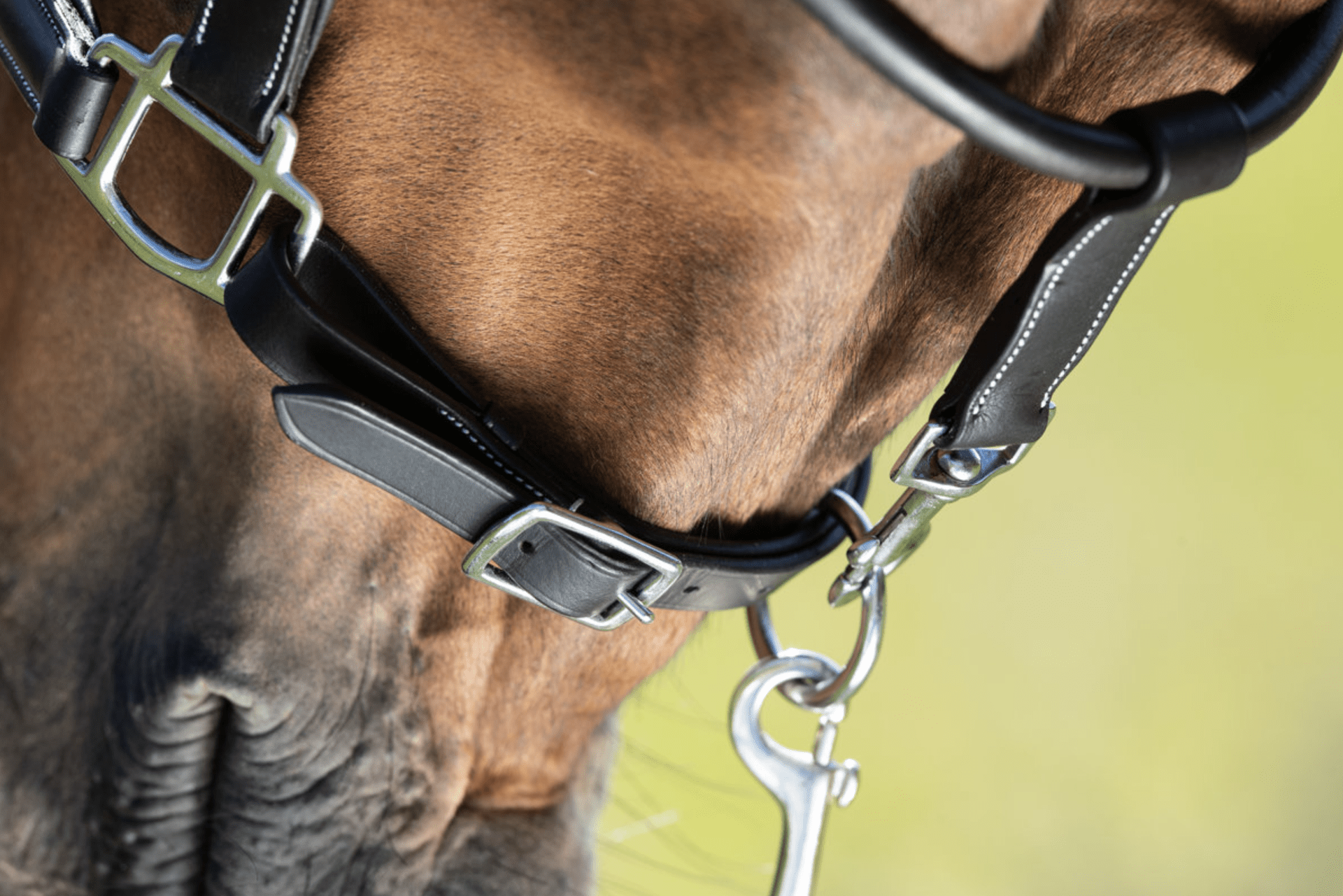 HFI Grooming Halster Lederen - Maddelin Equestrian HFI