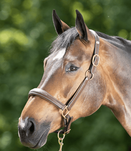 HFI Grooming Halster Lederen - Maddelin Equestrian HFI