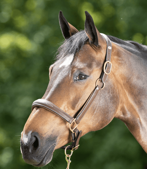 HFI Grooming Halster Lederen - Maddelin Equestrian HFI